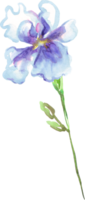 acquerello iris fiore. dipinto a mano illustrazione png