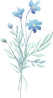 Forget-me-not bouquet. Watercolor clipart png