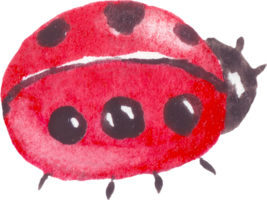 aquarelle coccinelle. peinte à la main clipart png