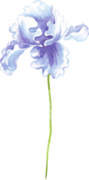 Watercolor iris flower. Hand-painted illustration png