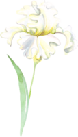 Watercolor iris flower. Hand-painted illustration png