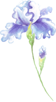 vattenfärg iris blomma. handmålad illustration png