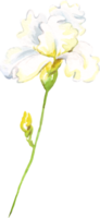 aquarelle iris fleur. peinte à la main illustration png