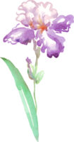 aquarelle iris fleur. peinte à la main illustration png