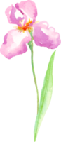 Watercolor iris flower. Hand-painted illustration png