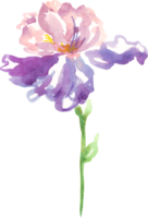 aquarelle iris fleur. peinte à la main illustration png