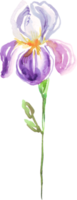 aguarela íris flor. pintado à mão ilustração png