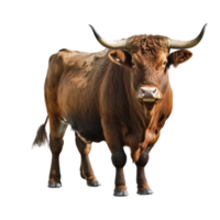 stier koe dier oud koe buffel os toeter rundvlees speelgoed- wit transparant png