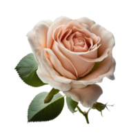 lindo Rosa rosa flores com verde folhas png