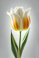 Vertical image of a tulip flower isolated on white background. Mother's Day. Woman's Day. Generative AI. photo