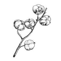 Cotton flower. Floral botanical flower. Isolated illustration element. Vector hand drawing wildflower for background, texture, wrapper pattern, frame or border.
