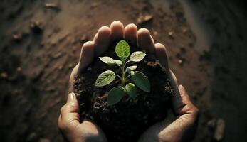 close up hand holding seed plant planting growing plants in nature, photo