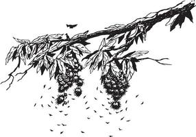 Flies swarming rambutans. Black and white sketch vector