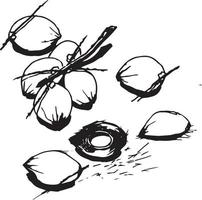 Coconuts sketch black and white vector