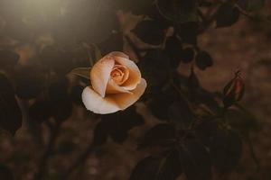 delicate spring flower rose close-up in a sunny garden photo