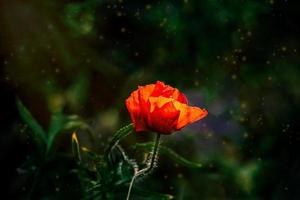 red poppy flowers on a background of a green meadow in the warm spring sunshine in close-up photo