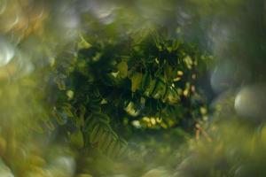 green leaves of acacia tree in close-up in warm sunbeams natural background photo