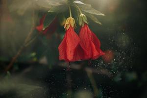 hibiscus flower on a green tree in the warm rays of the sun photo