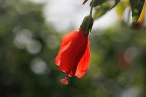 hibiscus flower on a green tree in the warm rays of the sun photo