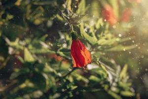 hibiscus flower on a green tree in the warm rays of the sun photo