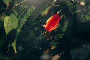 hibiscus flower on a green tree in the warm rays of the sun photo