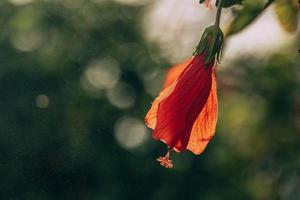 hibiscus flower on a green tree in the warm rays of the sun photo