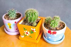 cactus plant in pots decoration on the table with concrete wall photo