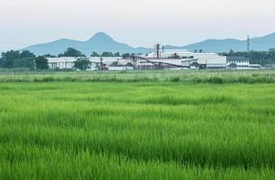factory agriculture and the blue sky with rural area rice fields photo