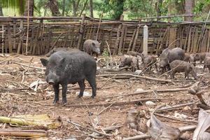 wild boar family on rural farm photo