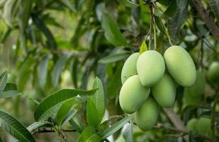 close up of mango fruit on the mango tree photo