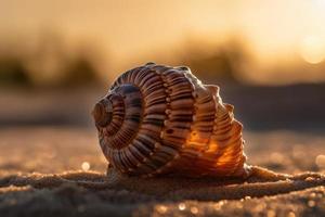 Close up image of a shell on a sand in sunset rays. Generated al. photo