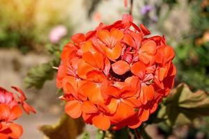 Orange Geranium, an umbrella-flowering plant with brightly colored flowers. The essential oil in the leaves smells like lemongrass and diffuses naturally. Help repel mosquitoes during dusk. photo