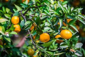 Fresh oranges from a tree photo