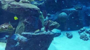 skön fisk simma i de akvarium. marin liv, under vattnet värld video