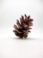 cedar pine cone standing isolated on white background photo