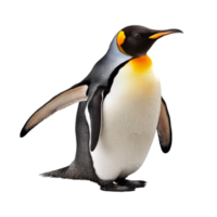 schattig pinguïn wit buik zwart pinguïn mooi pinguïn png