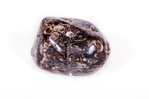 Macro mineral agate fossil fossilized with fossilized turtles on white background photo