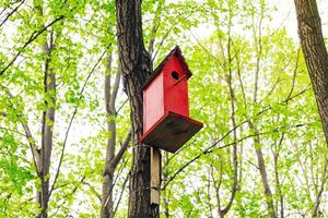 Red wooden birdhouse in spring park photo