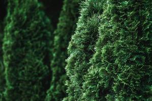 Cedar thuja trees closeup, green hedge background, live fencing and landscaping design photo