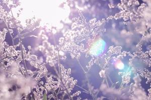 Natural sunbeams on field flowers, blurred background, soft focus photo