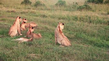 beeindruckende wilde löwen in der wildnis afrikas in der masai mara. video