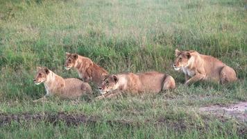 impressionnants lions sauvages dans la nature sauvage de l'afrique dans le masai mara. video