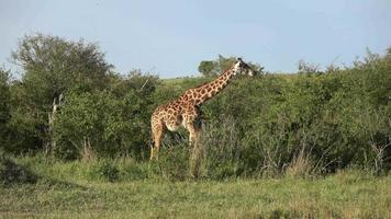 bellissimo giraffa nel il selvaggio natura di Africa. video