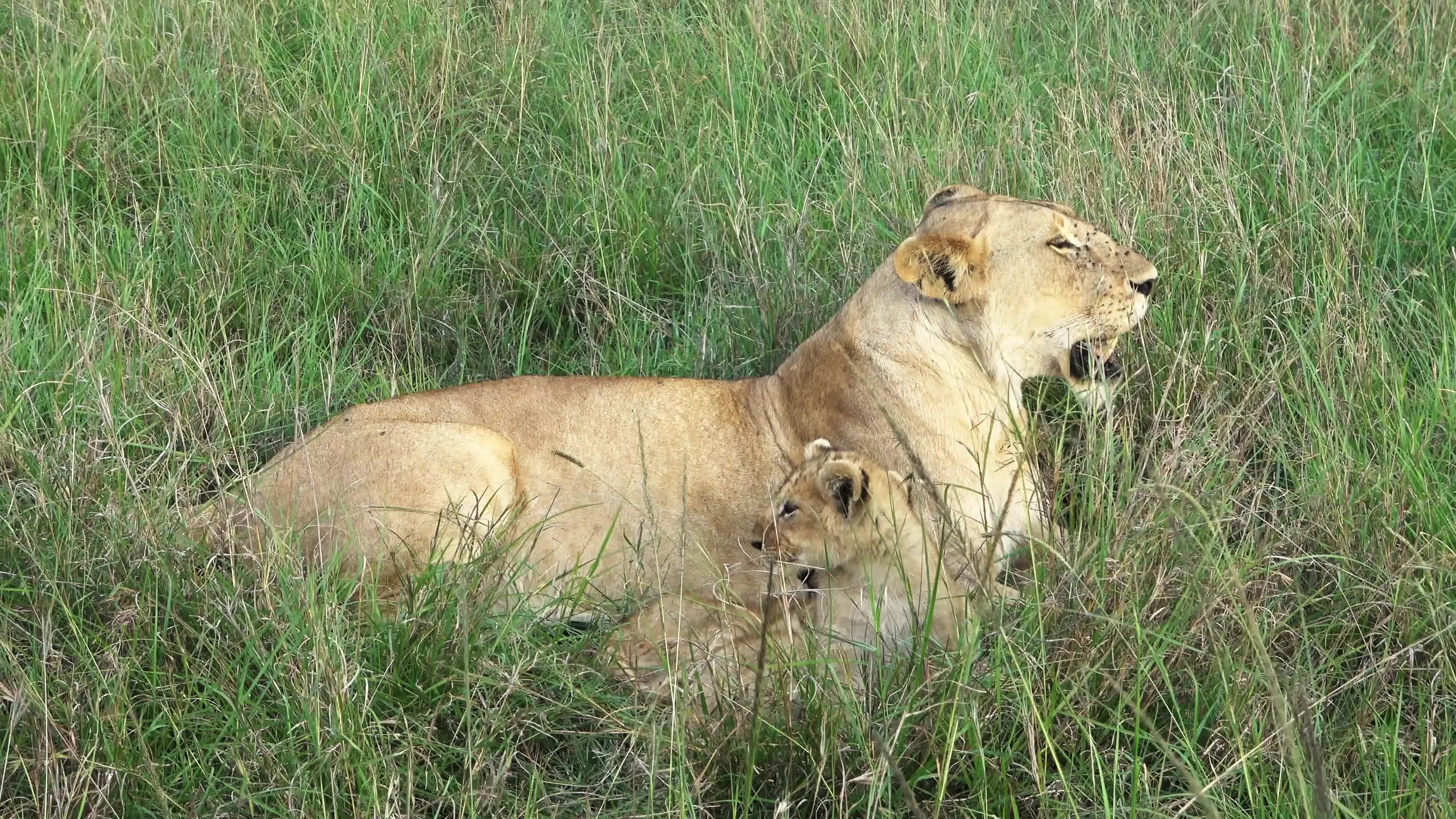 Impressive wild lions in the wilds of Africa in Masai Mara. 22166360
