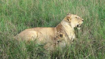 impressionnants lions sauvages dans la nature sauvage de l'afrique dans le masai mara. video