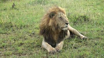 impressionnants lions sauvages dans la nature sauvage de l'afrique dans le masai mara. video