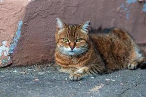 gato mentiras por el pared en asfalto acera en el calle foto