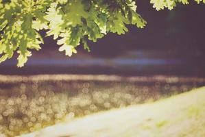 Oak tree branch in sunset light photo