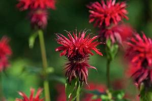 Bright red Monarda didyma flowers in green summer garden photo