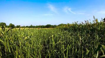 indiano villaggio azienda agricola nel estate durante raccolta grani. video